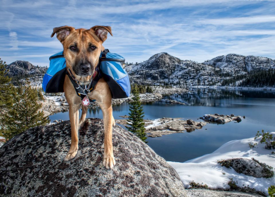 Ruffwear hotsell patroller leash