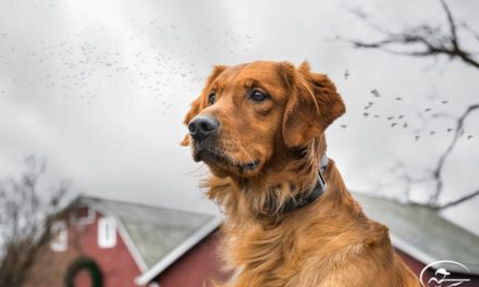 SportDOG Fourth Annual Companions For Conservation Selects This Year’s Winners