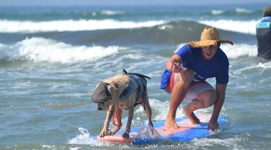 Surf Dogs Make Waves At Del Mar Fundraiser | SGB Media Online
