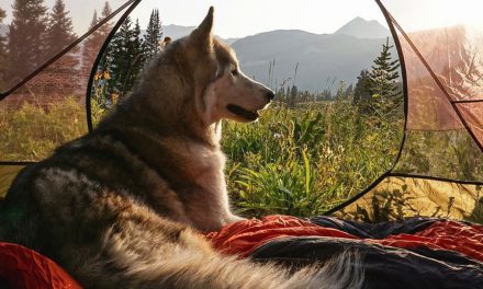 Tent Camping … Pitch Perfect