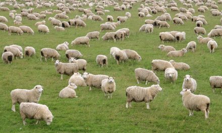 Polartec Power Wool … The Best Of Both Threads