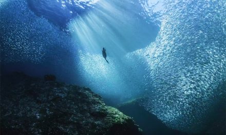 Five Organizations Fighting To Save Our Oceans