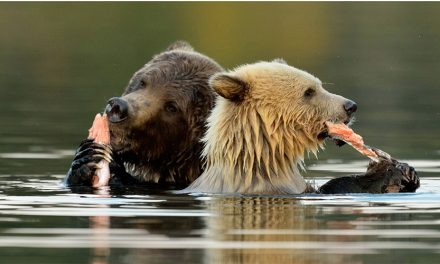 The Value Of Wild