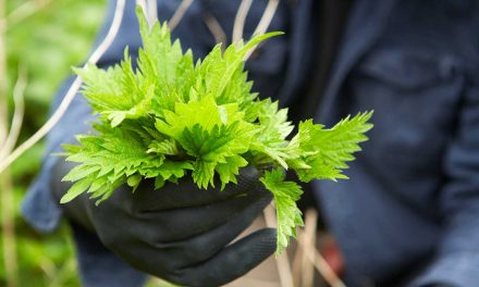 The Nettle Project
