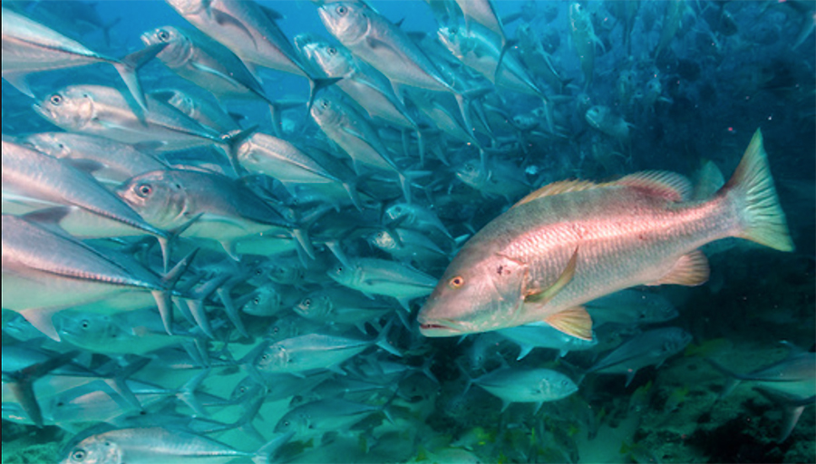 FishSmart Red Snapper & Red Drum Conservation Project