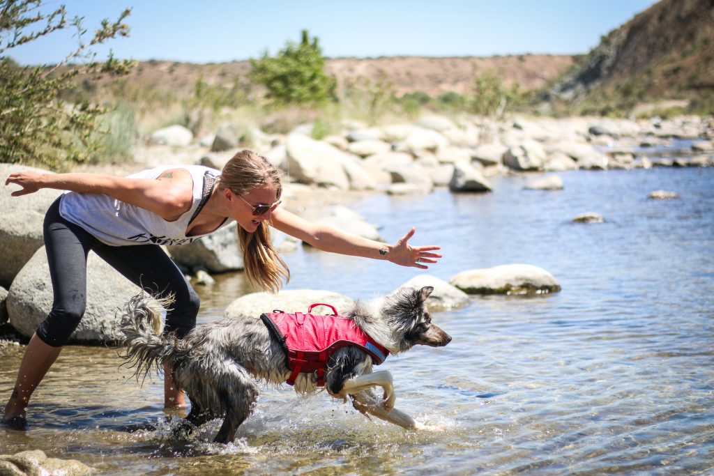 Kurgo dog PFD in action, practicing some water retrieves