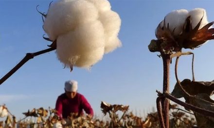 U.S. Bans Cotton From Xinjiang Region
