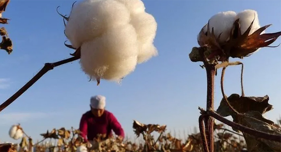U.S. Bans Cotton From Xinjiang Region